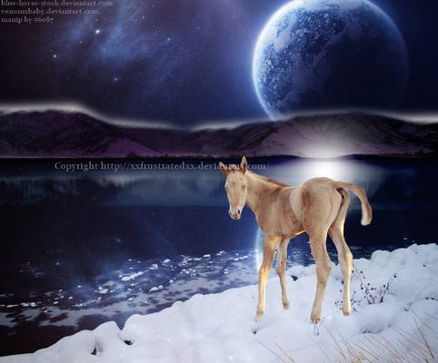 Foal by the moon