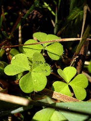 Irish Luck