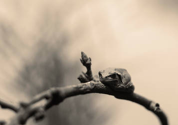 Frog on a branch