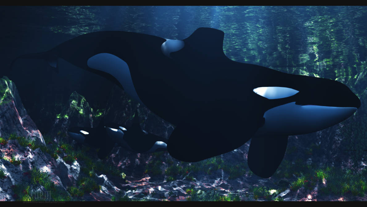 Keiko Orca By DrowElfMorwen On DeviantArt