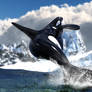 Orca Breach :: [If Tilikum was Free ]