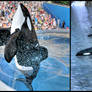 Tilikum :: What Was and What Should Have Been