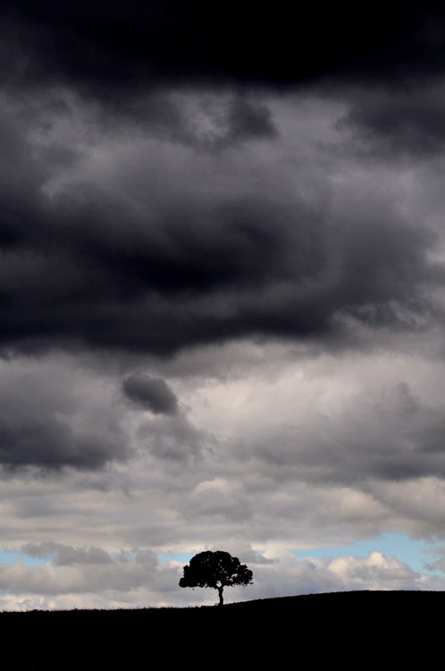 A tree and a storm sky