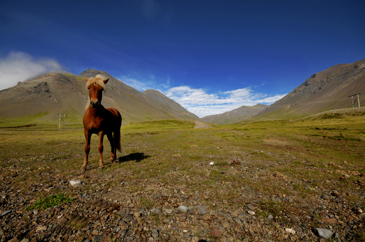 Postcard from Iceland 15