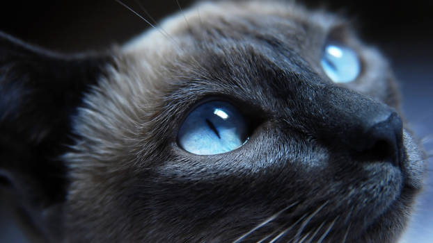 Cat Eyes