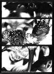 Butterflies by JustABeautifulDream