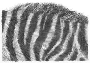 Zebra Mane