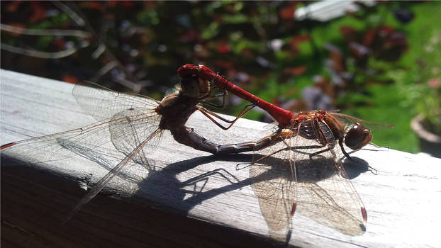 Dragonflies mating