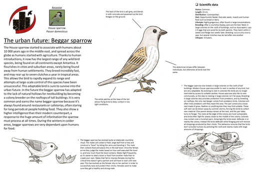 The urban future: Beggar sparrow