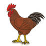 R is for Rhode Island Red