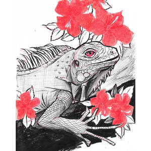 Iguana