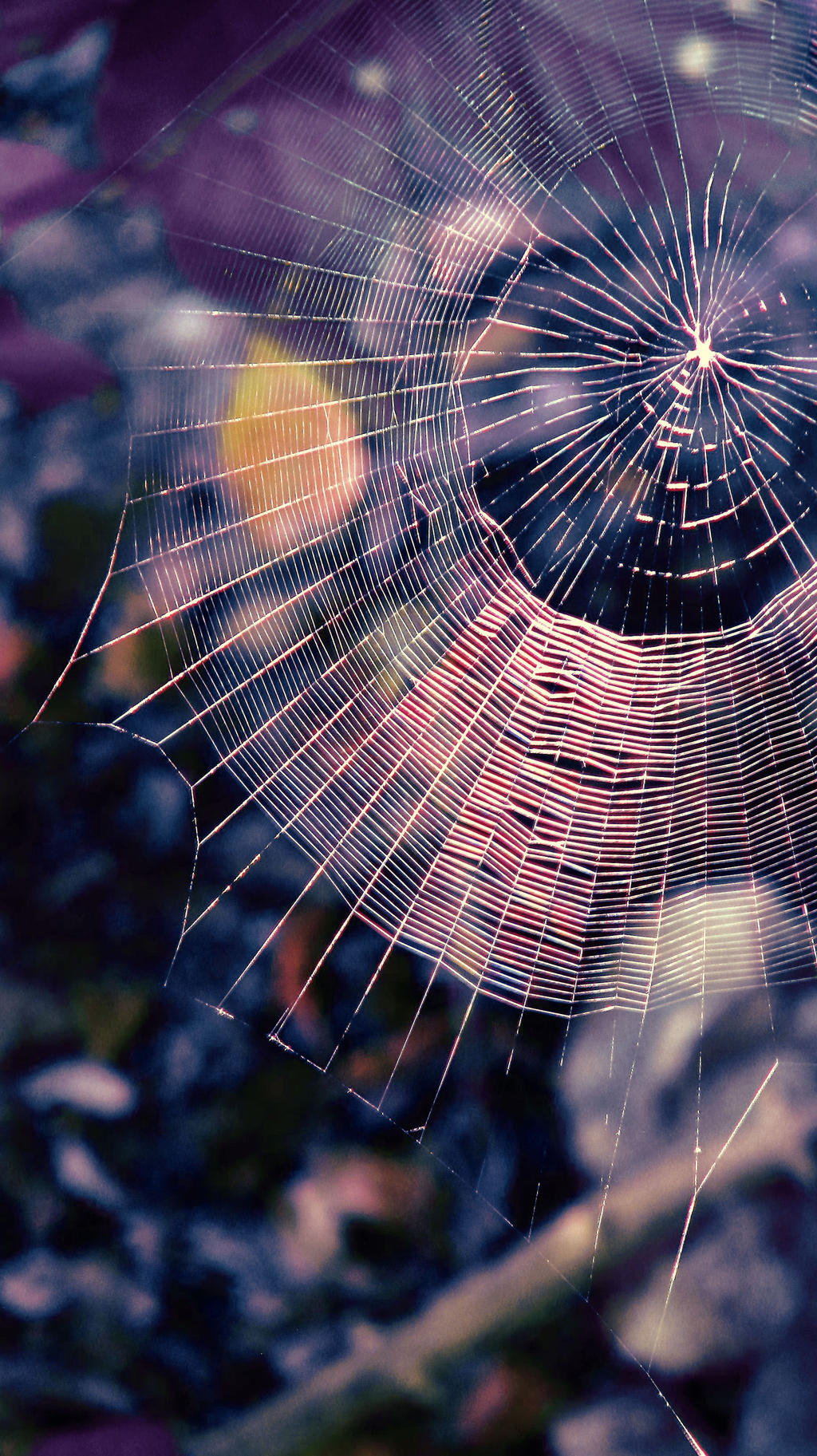 Spider Web