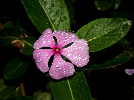 Pink flower