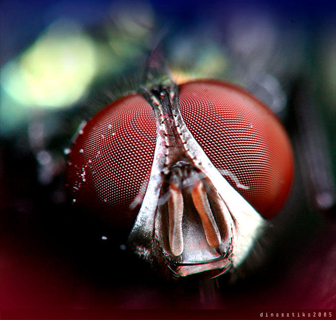 .::The Fly::.