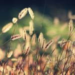 october V by BlueFish24