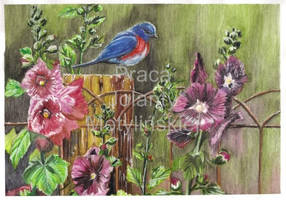 Mallows in the Garden