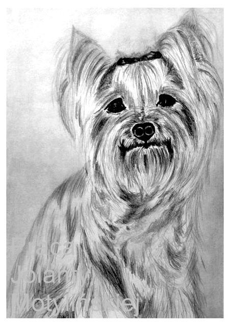 The Yorkshire Terrier