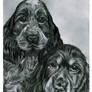 Cocker Spaniels