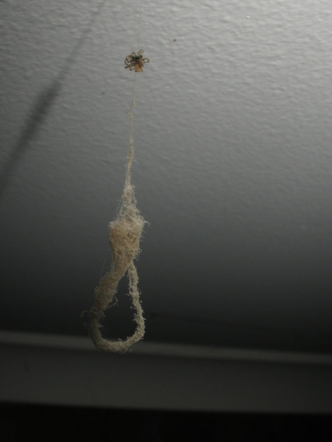 Spider Noose By Opalmist On Deviantart