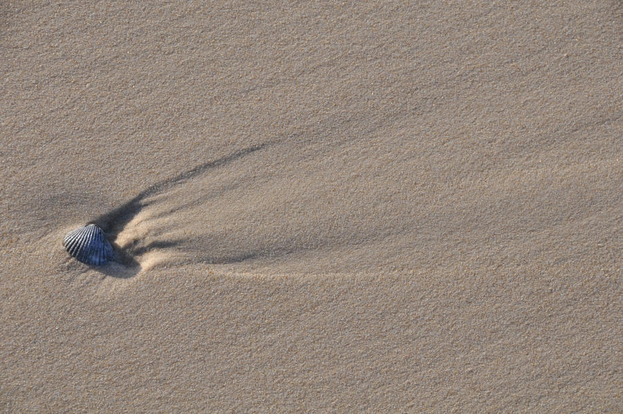 Shell on sand