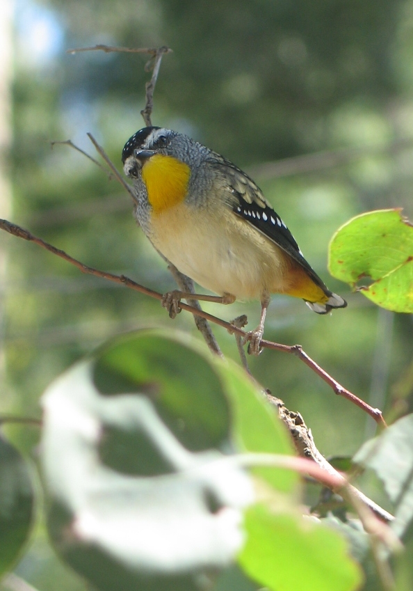 Spotted Pardalote I