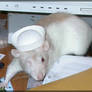 Rats in Hats - Sailor Leena