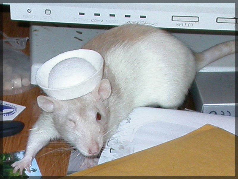 Rats in Hats - Sailor Leena