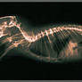 Rat Radiograph - Lateral View