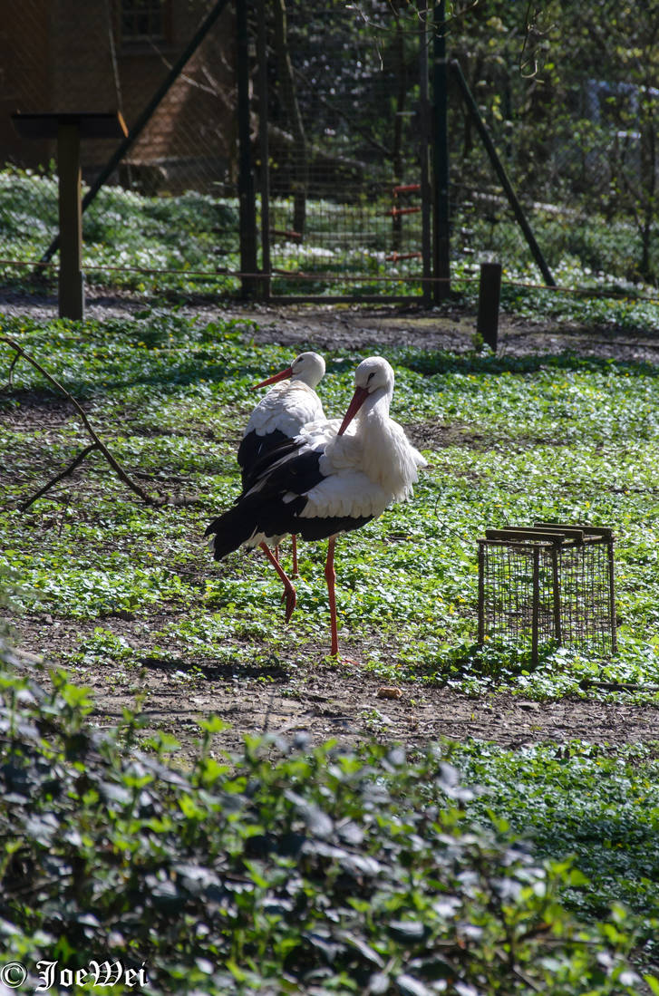 Stork Gif Spring Storks in spring by JoeWei on DeviantArt