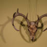 Deer Skull Stock