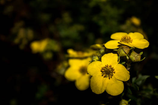 Midnight Flowers