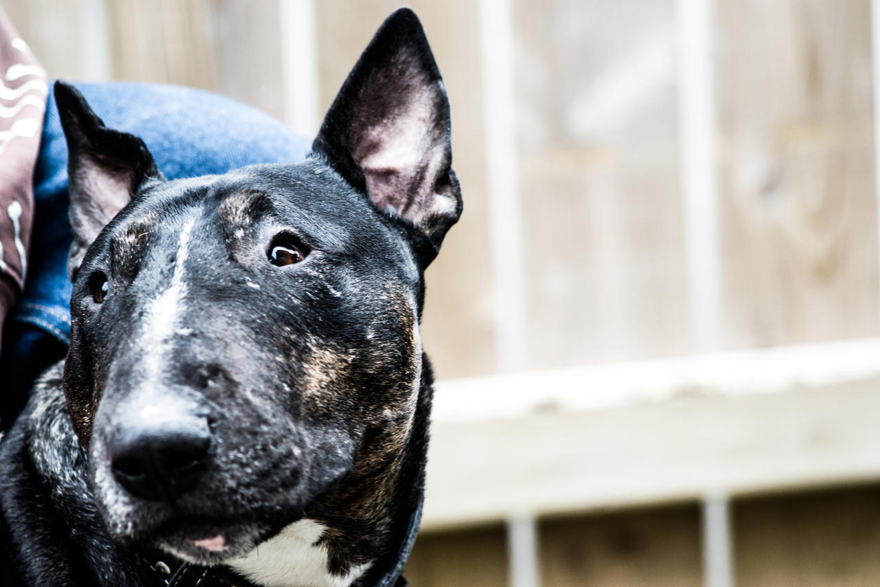 Whiskey  / Black Bull Terrier