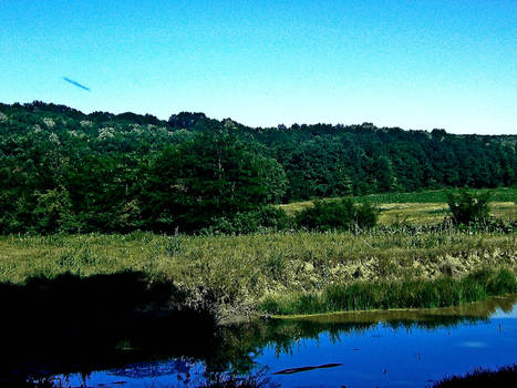 The lake from the forest