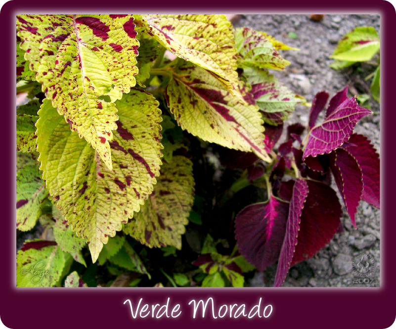 Verde Morado