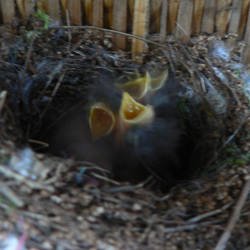 Newborn Bird 1st Day_B