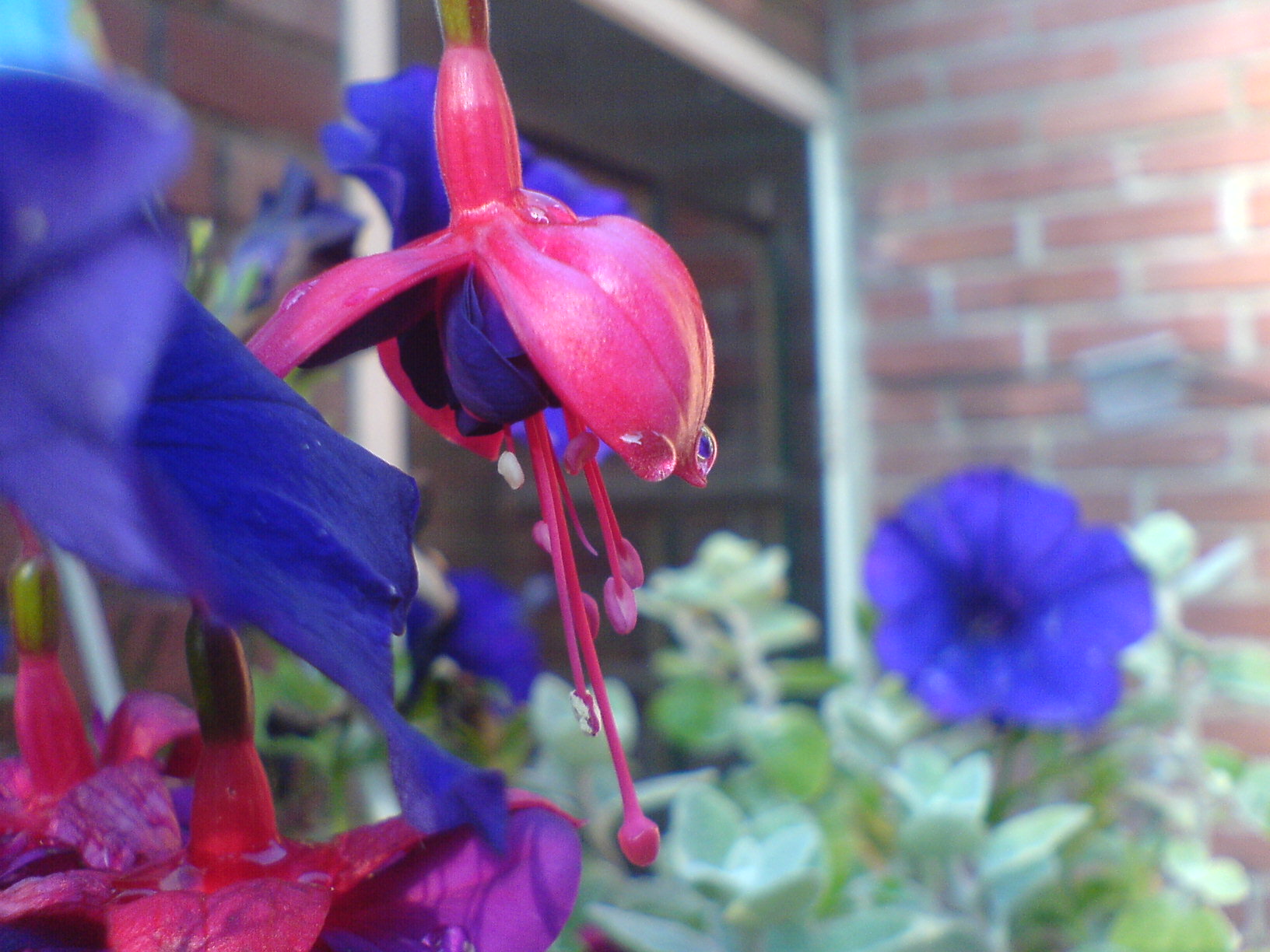 Flower with raindrop