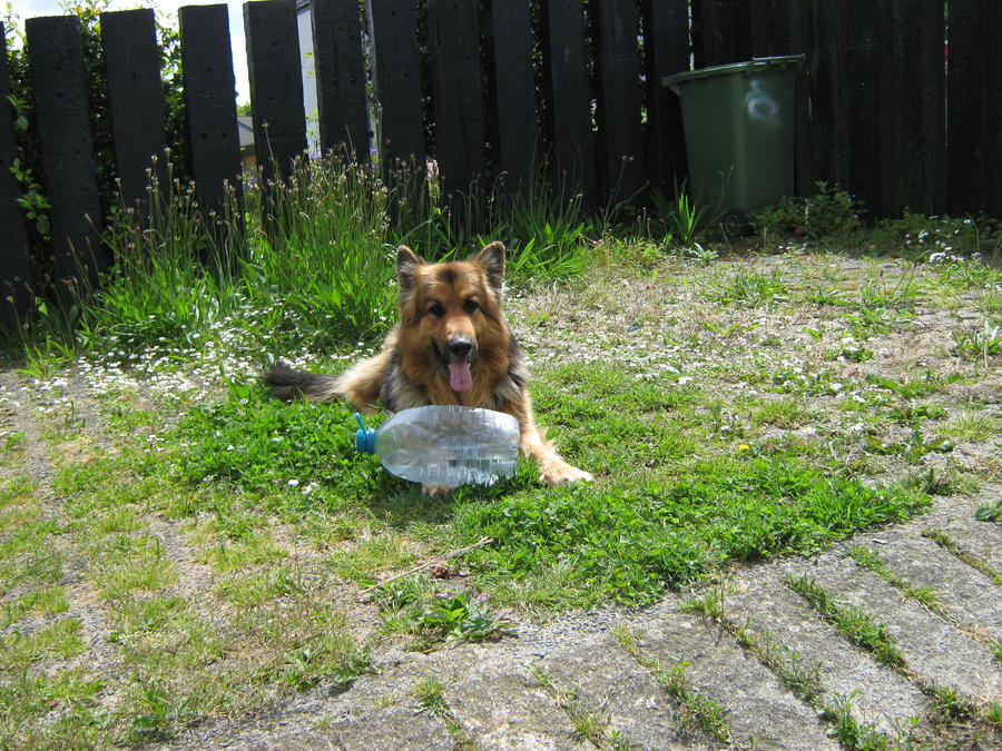 kernow german shepherd