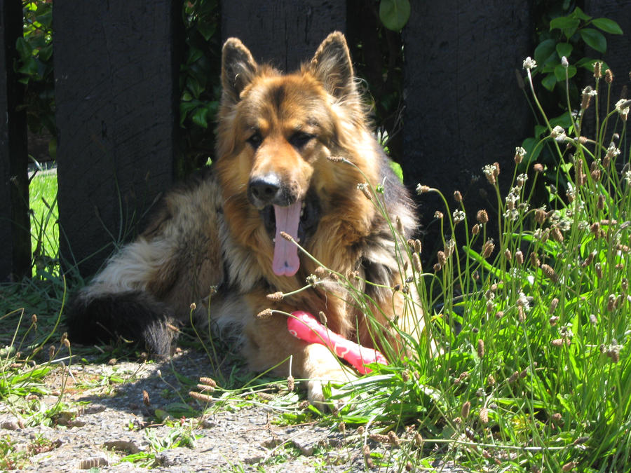 kernow german shepherd