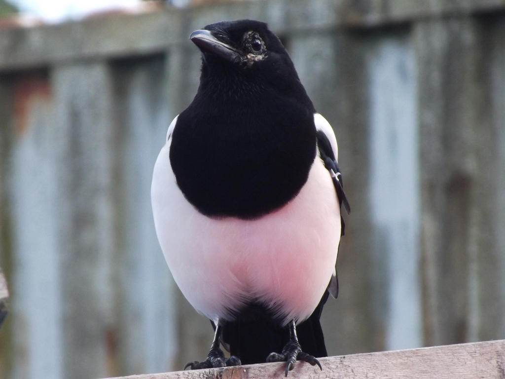 Kernow  Wildlife ,  Mr   Magpie