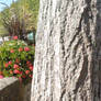 STOCK PHOTO, Tree trunk in summer