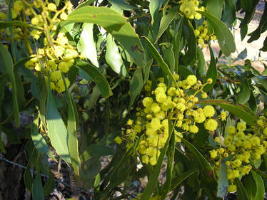 Wattle