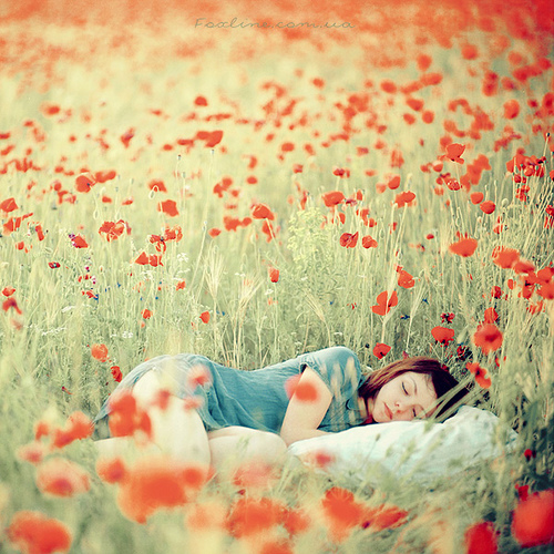 Dream in poppies.