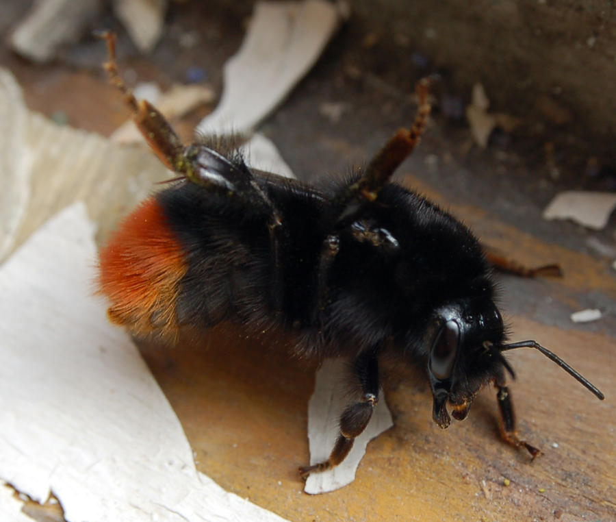 Criples Insect Cripple by rekuchi on DeviantArt