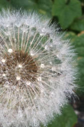 dandelion close up