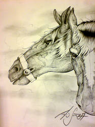 WIP Horse