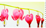 Bleeding Hearts II
