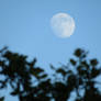 Evening Summer Moon #2