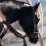 Bedouin Hackamore in Brown