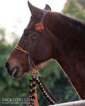 Bedouin Hackamore with Bling