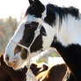 Bedouin Bridle in Cream on Mystique